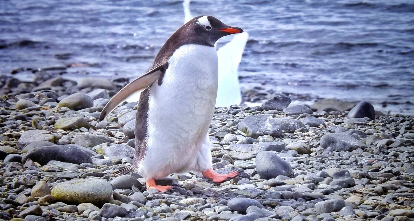 Antarctica Classic