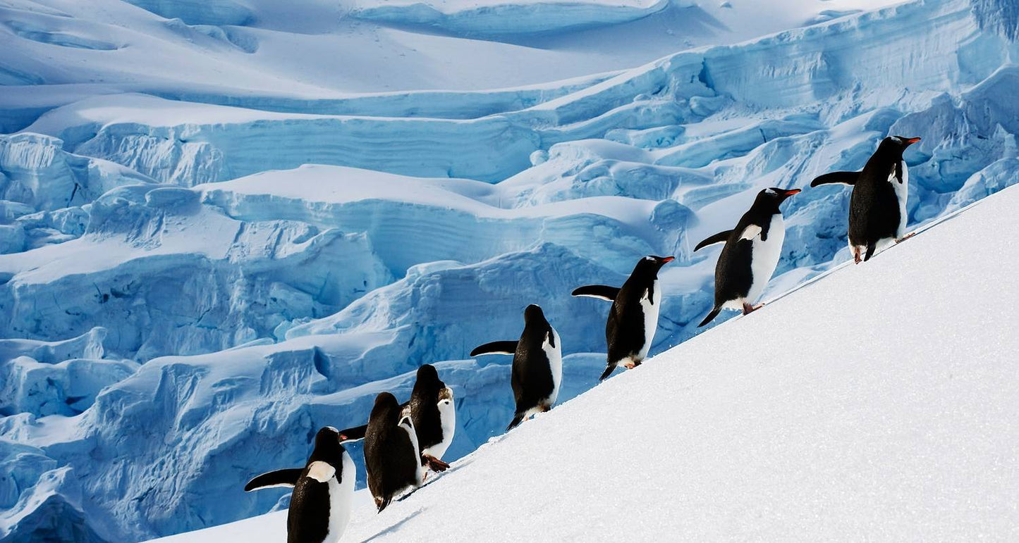 Antarctic Explorer via Buenos Aires, Operated by Quark