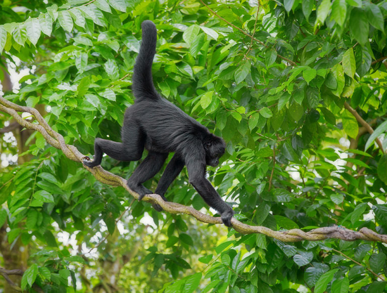 Green in Guatemala