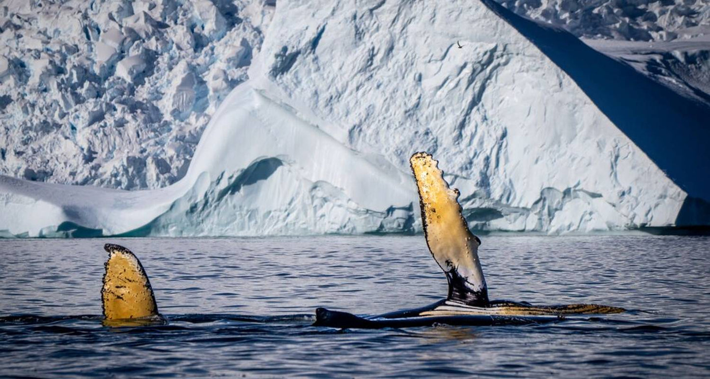 Best of Antarctica: Whale Journey (12 destinations)