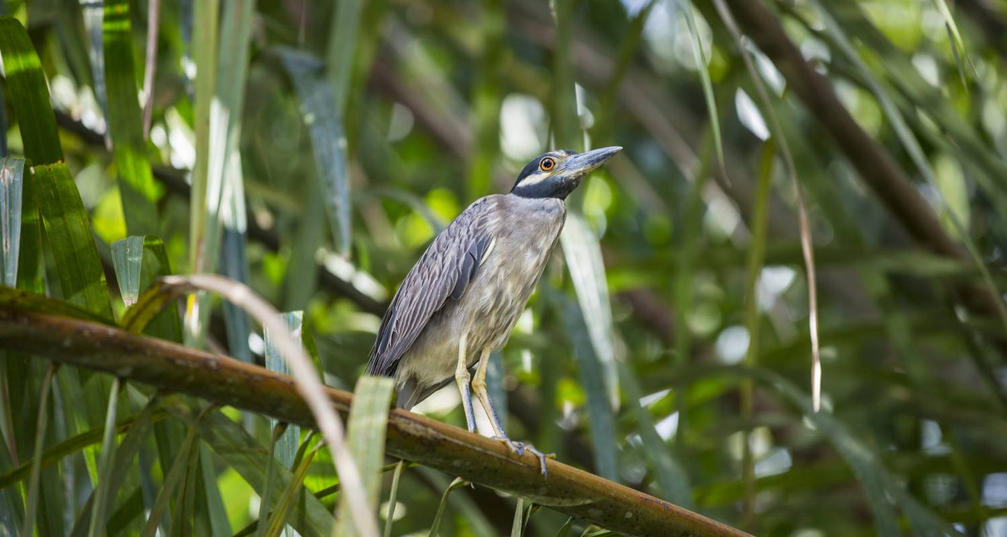 Costa Rica Quest