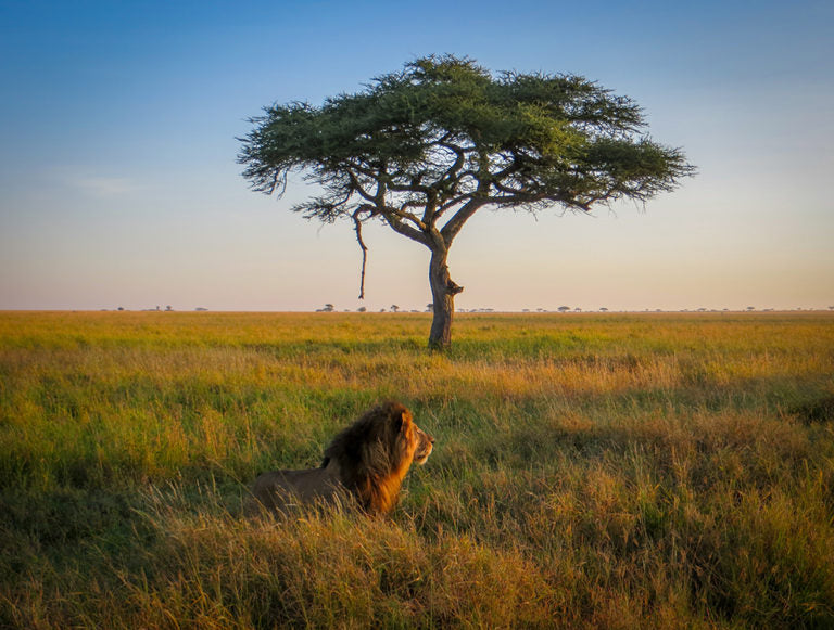 Tanzania: Great Migration Safari
