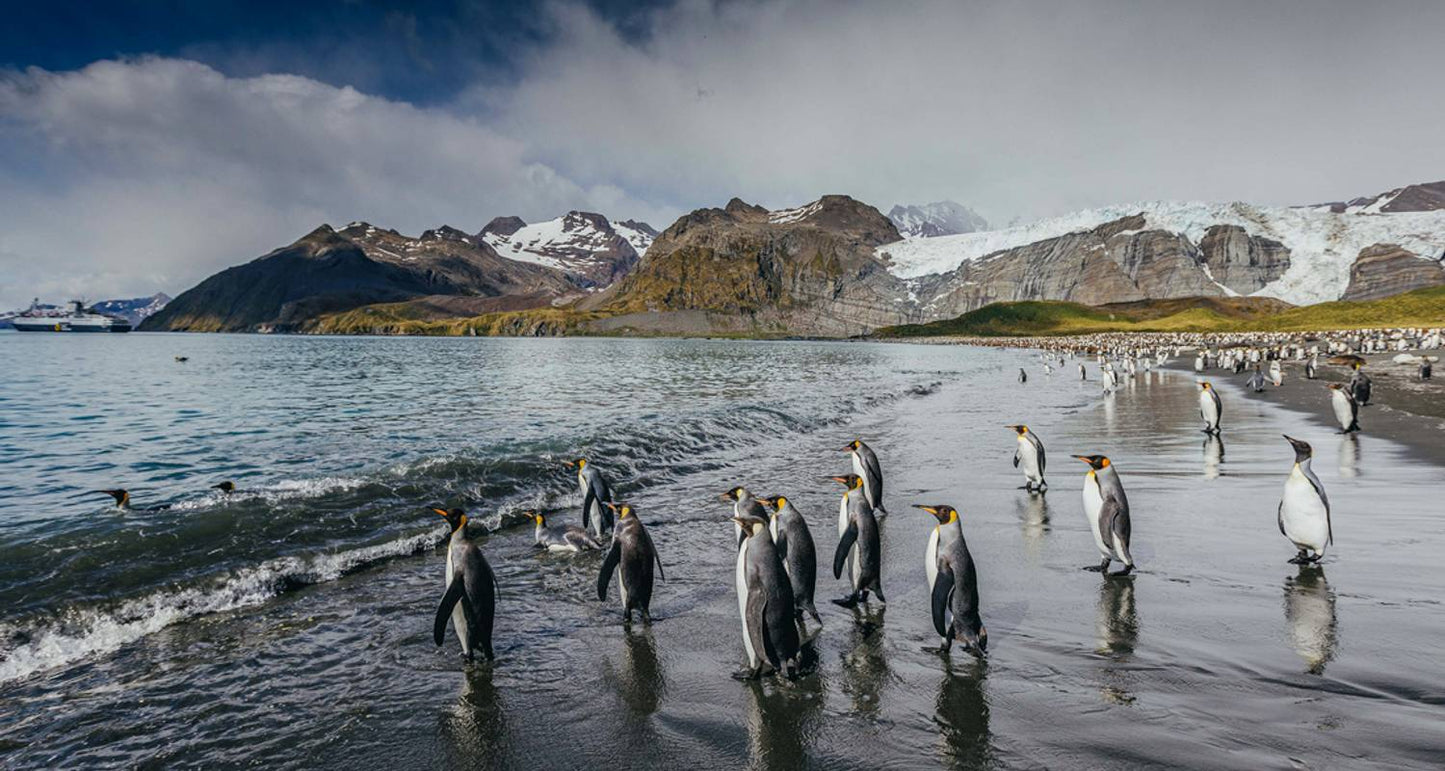 Falklands, South Georgia and Antarctica