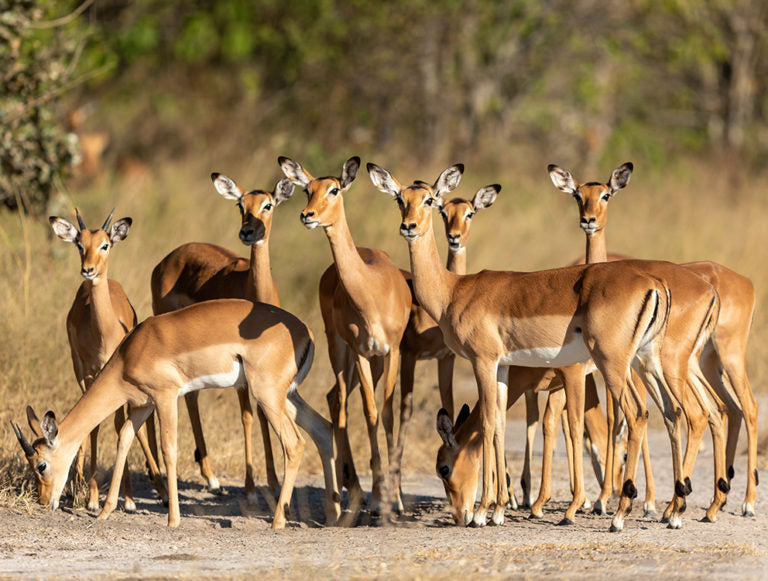 Botswana, Zambia, and Zimbabwe Adventure