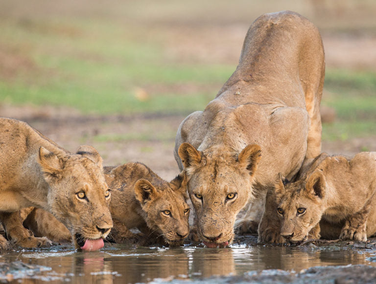 Botswana, Zambia, and Zimbabwe Adventure