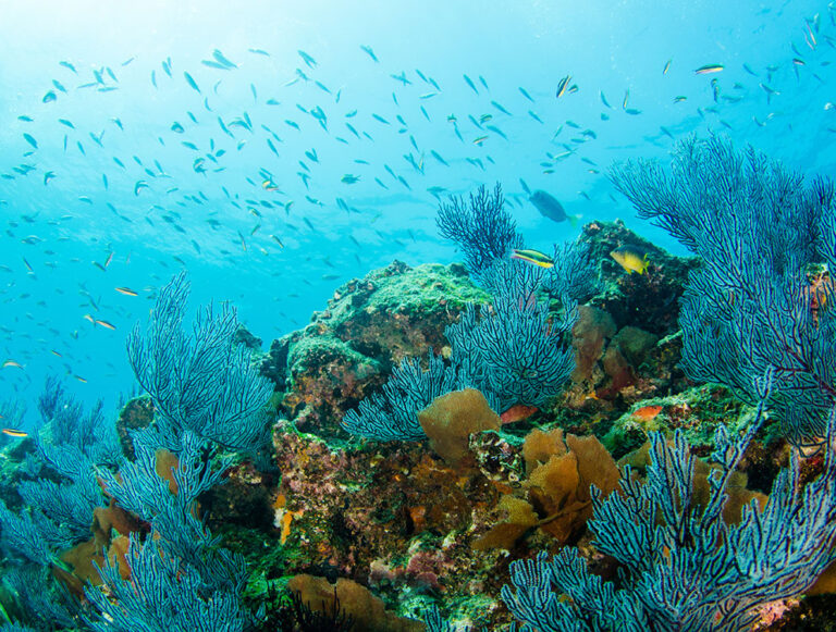 Baja: Ocean Safari