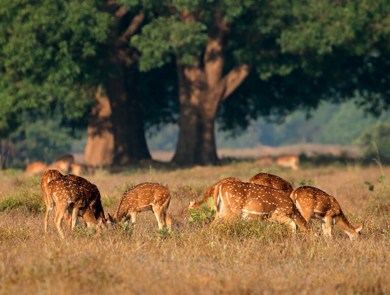 India: The Best of Tigers, History, and Culture