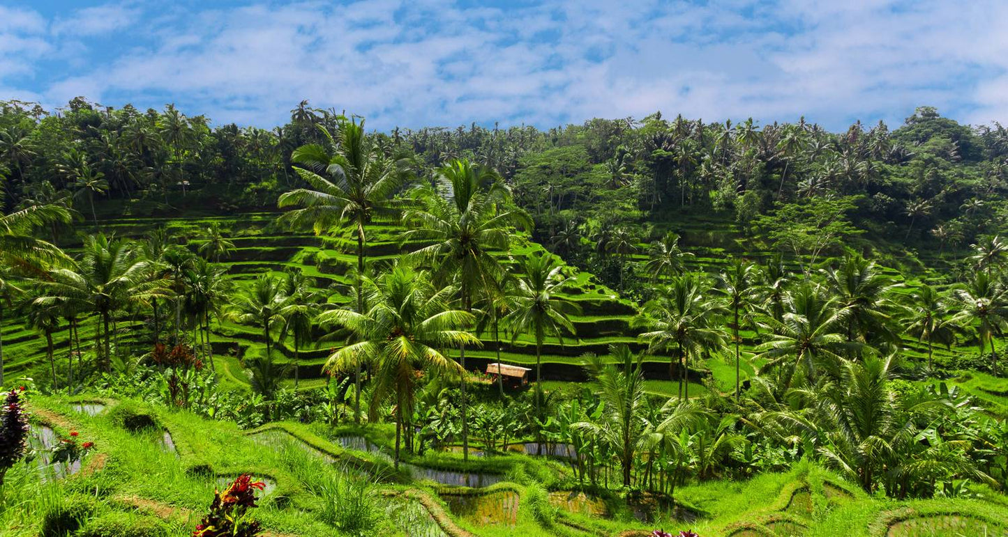 Java & Bali Explorer (from Jakarta to Gitgit)
