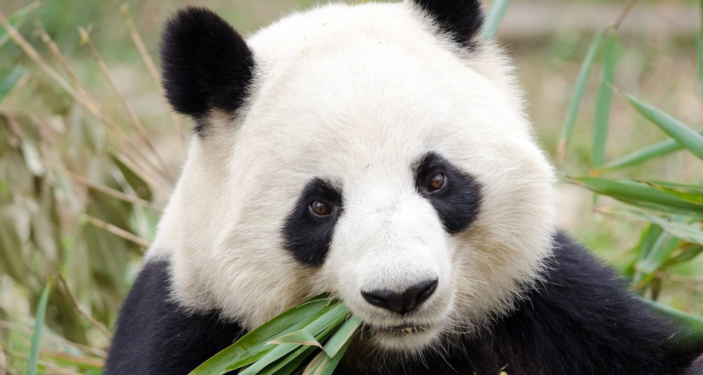 14D China Group Tour: Giant Pandas & Zhangjiajie Avatar Mountains