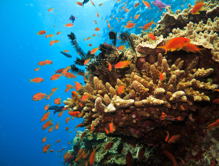 Australia: Family Planet
