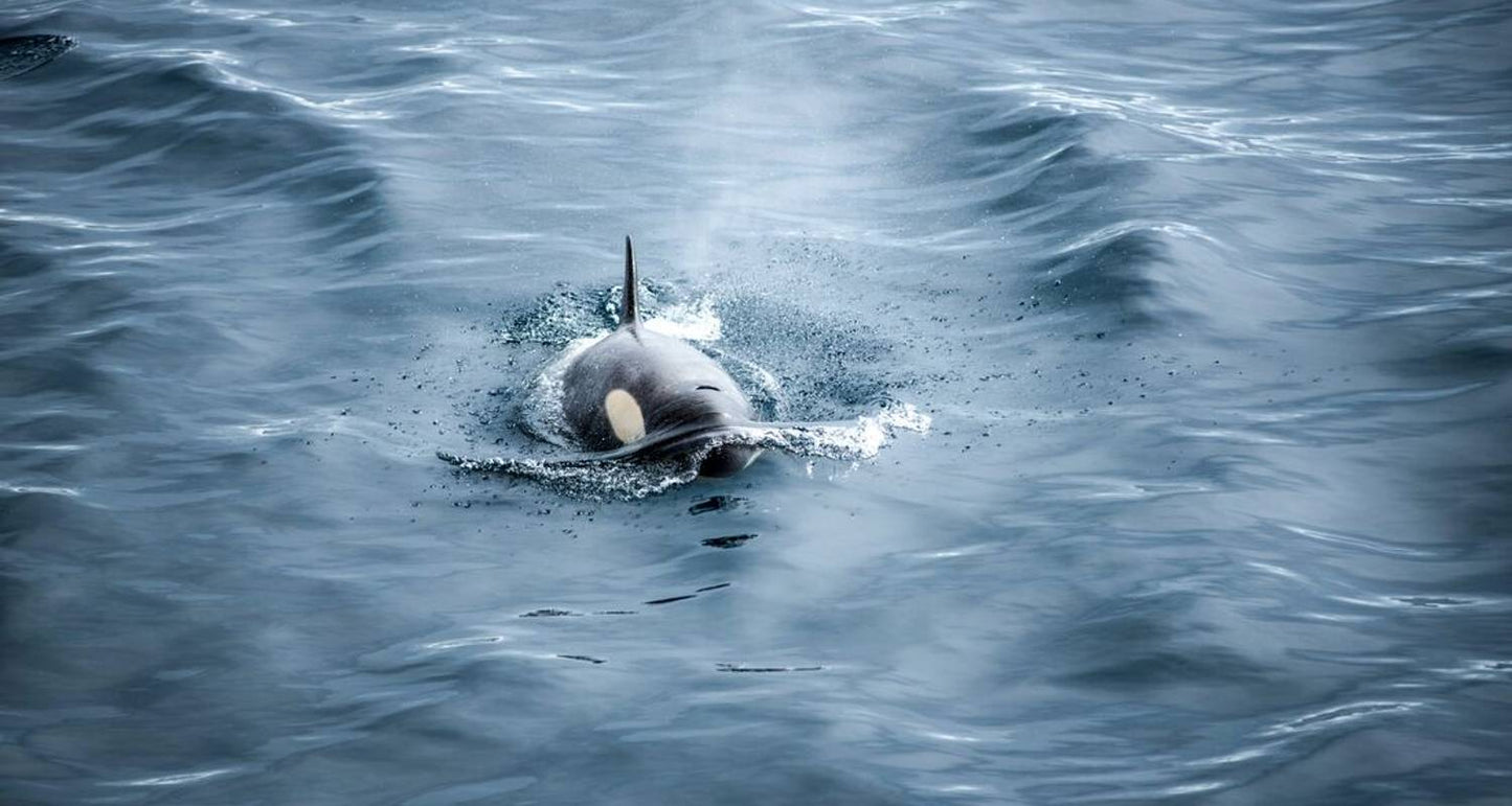 Best of Antarctica: Whale Journey (12 destinations)