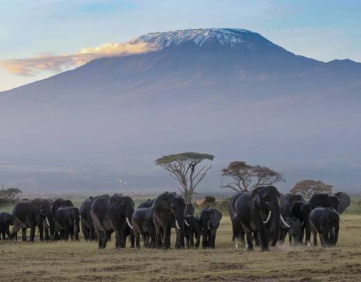 Kenya's Wilderness: A 7-Day Safari Adventure