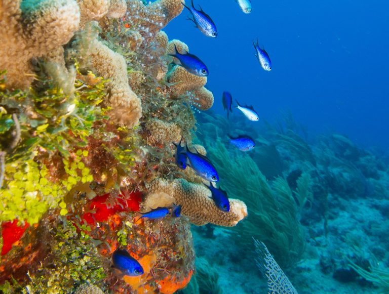 Belize: Family Eco Adventure