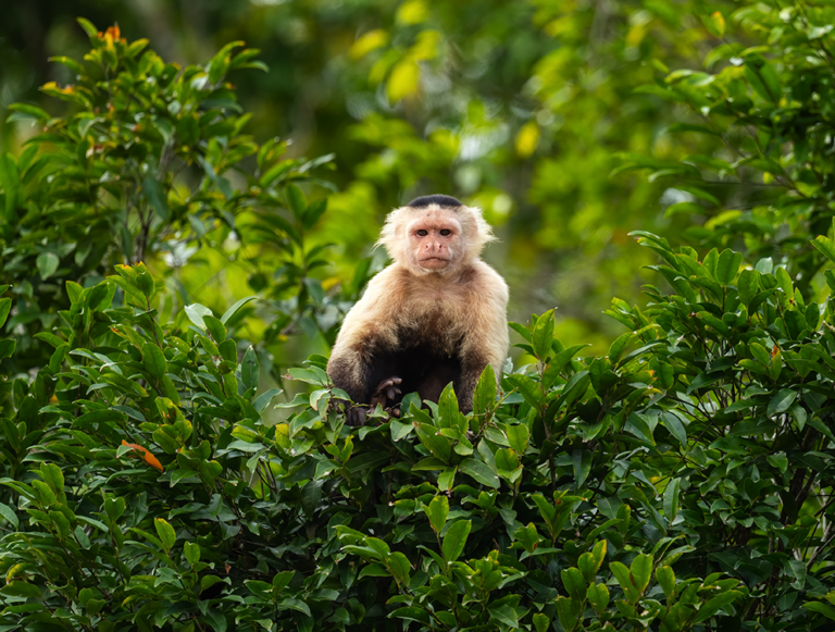 Panama: Wildlife, Waves, and Wilderness