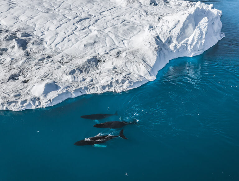 Greenland: An Elevate Exceptional Adventure