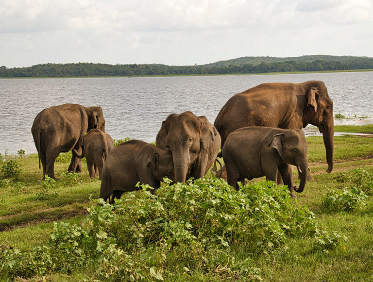 Sri Lanka: Wildlife Adventure