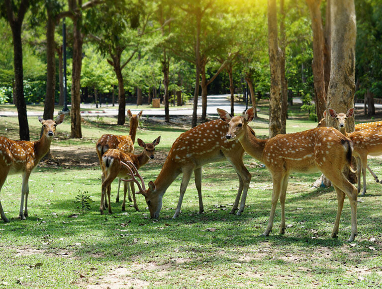 Japan: Culture and Family