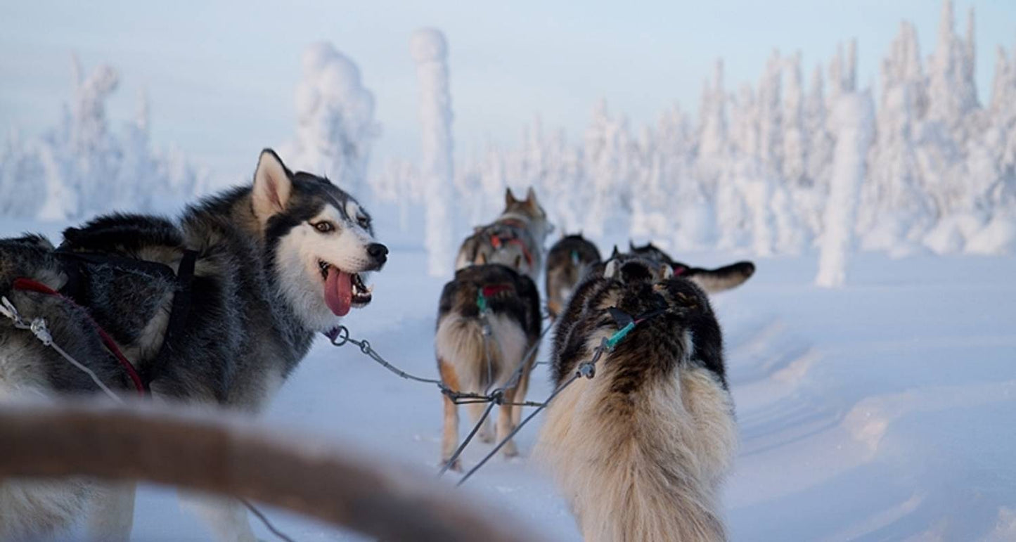 Journey to Finland's Winter Wonderland