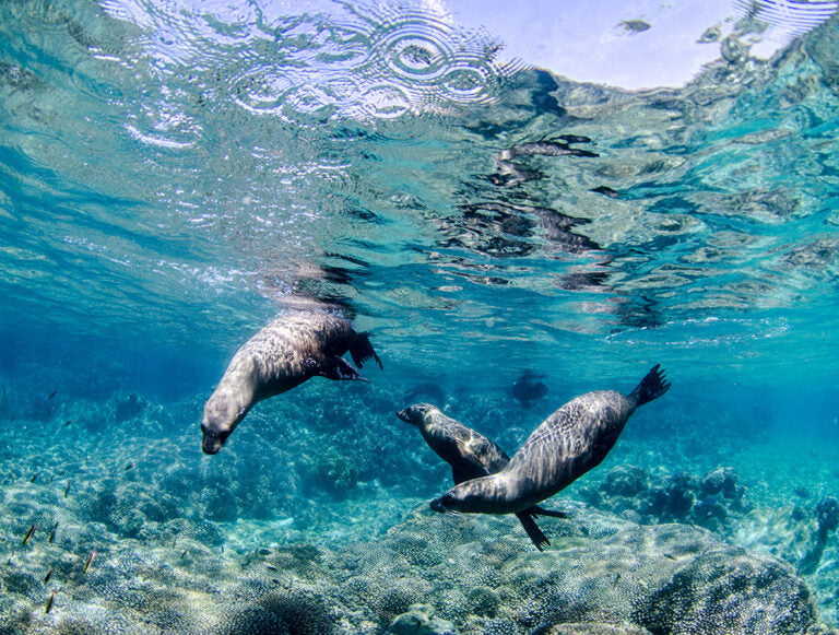 Baja: Ocean Safari