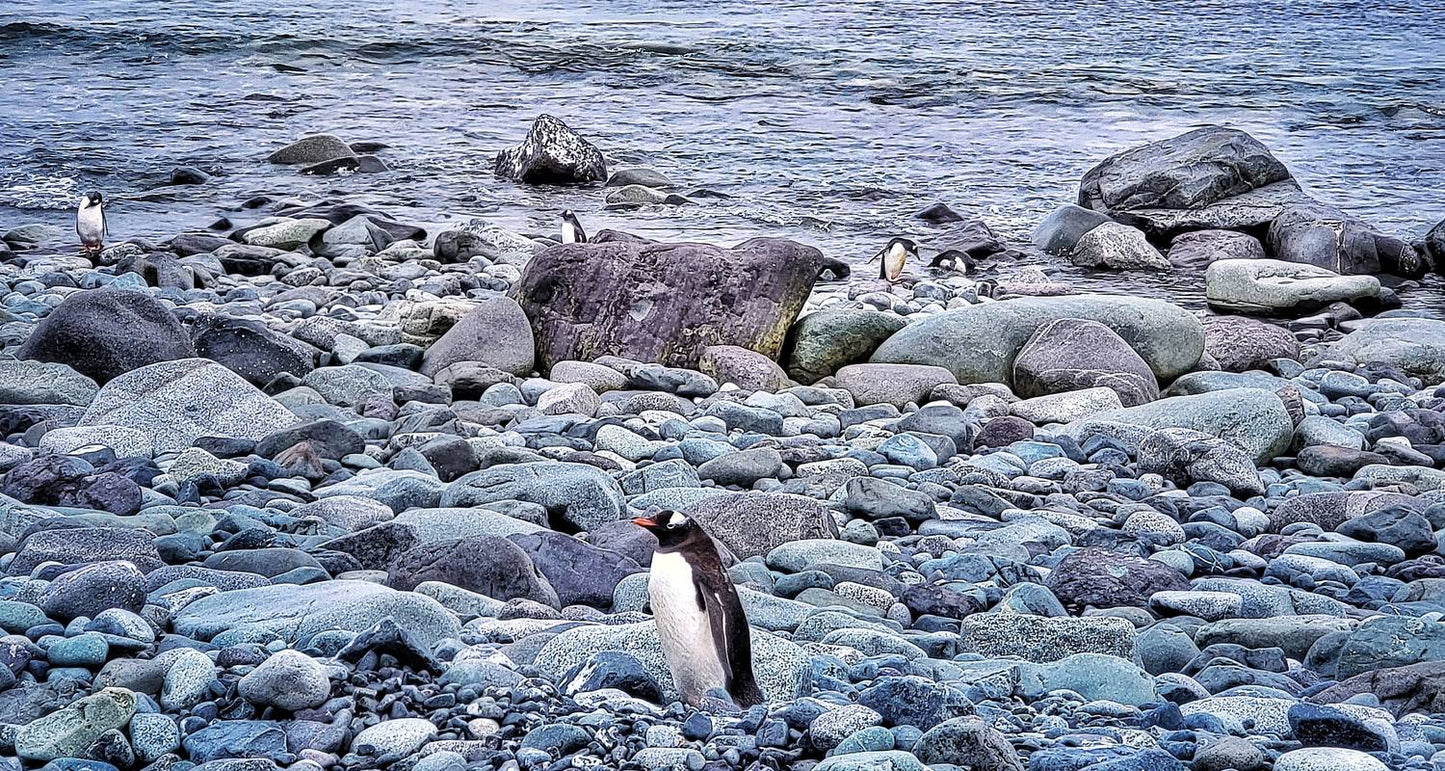 Antarctica Classic