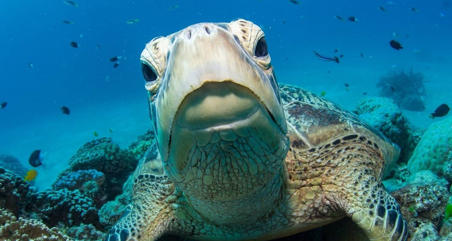 Brisbane to Cairns - 7 Day Boutique Tour
