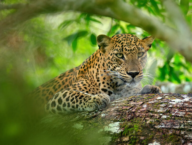 Sri Lanka: Sacred Landscapes