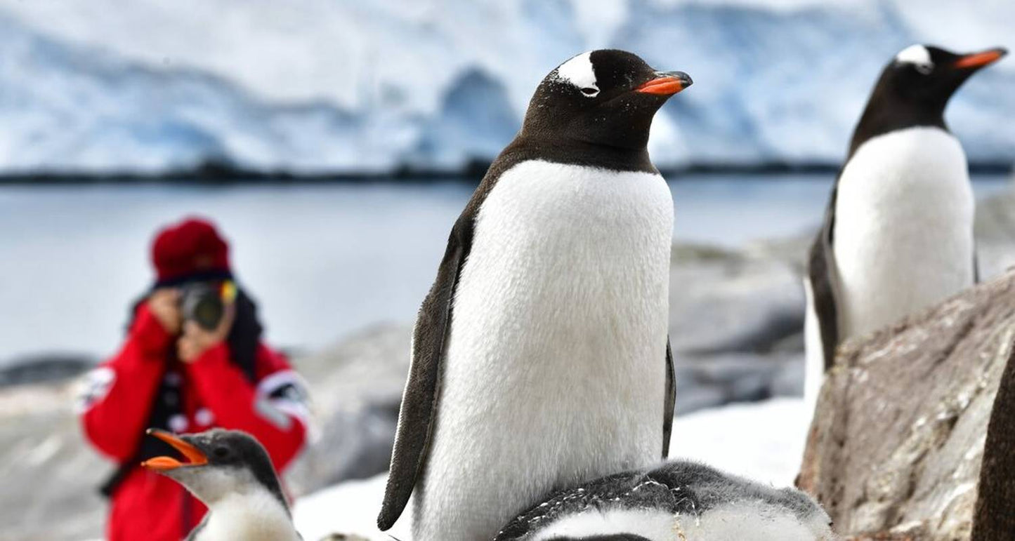 Best of Antarctica: Whale Journey (12 destinations)