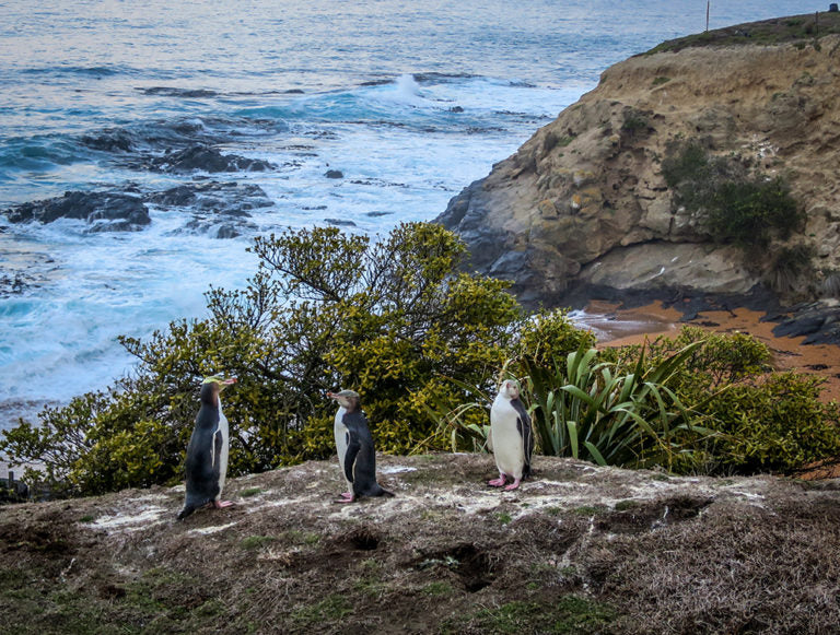 New Zealand: Eco Tour