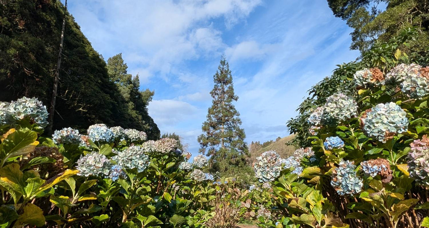 Best of the Azores: 7 days in São Miguel
