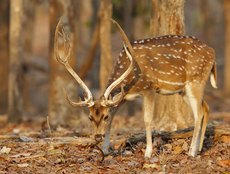 India: The Best of Tigers, History, and Culture