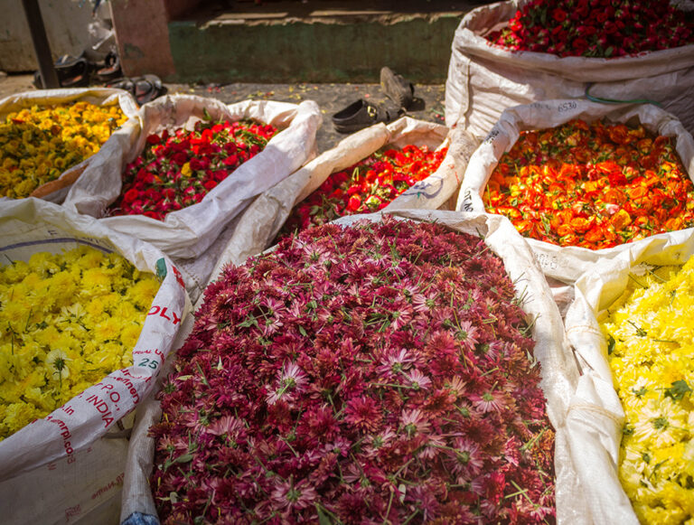 India: Explore Southern India