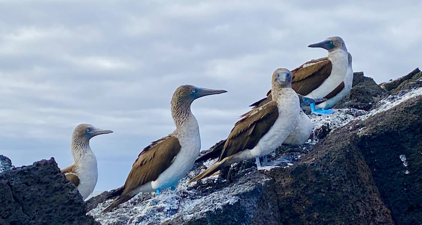 Galápagos Multisport