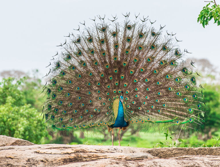 Sri Lanka: Sacred Landscapes