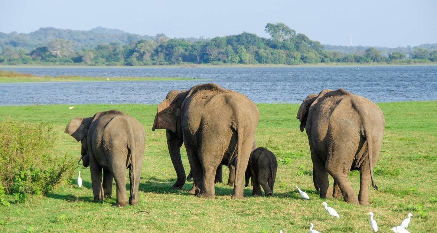 Highlights Tour of Sri Lanka