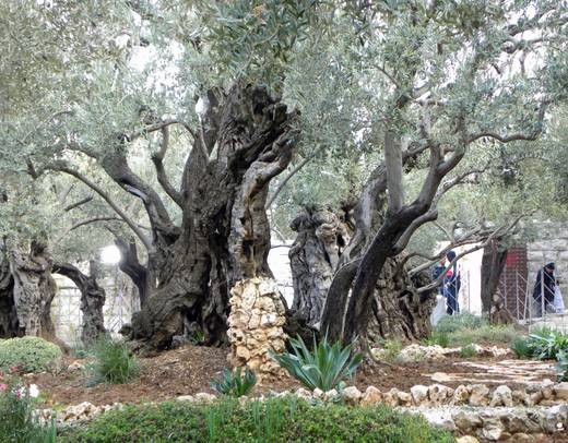 Journey to Jerusalem, Jericho, Qumran, Masada, Nazareth, and Galilee