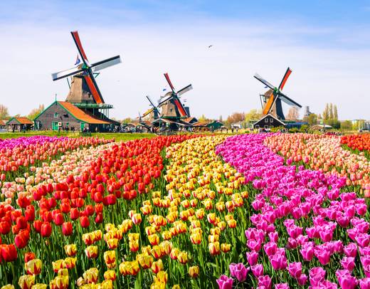 Holland & Belgium in Bloom