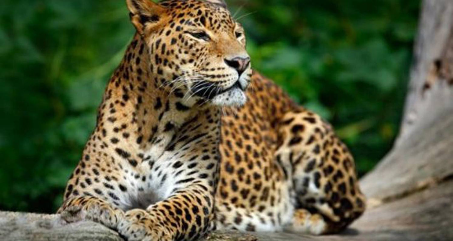 Highlights Tour of Sri Lanka
