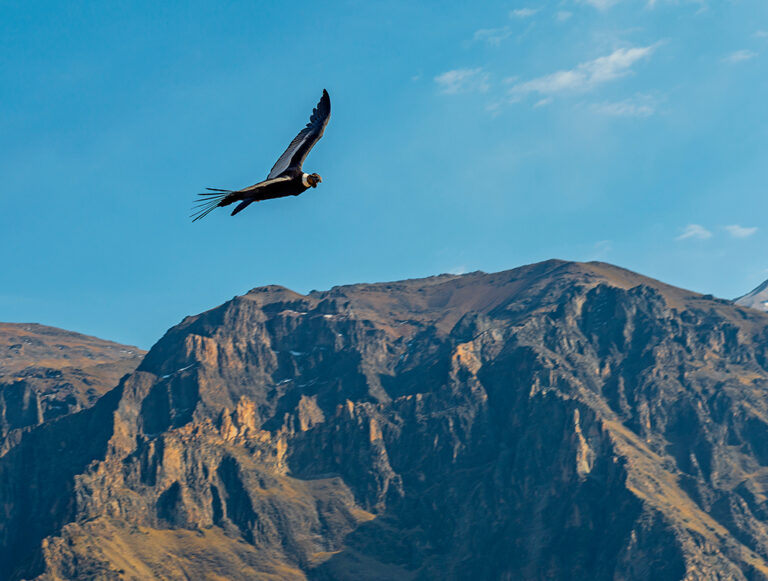 Ecuador: Family Digital Detox Adventure