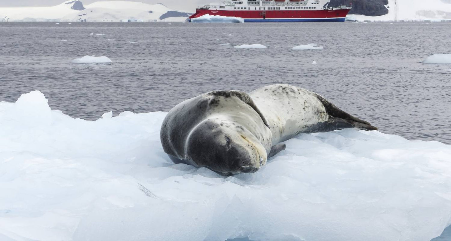 Quest for the Antarctic Circle