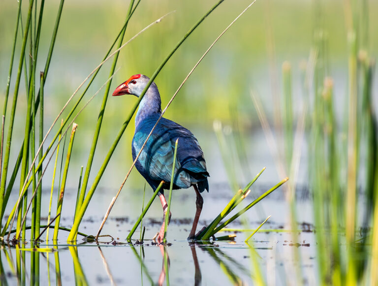 India: Explore Southern India