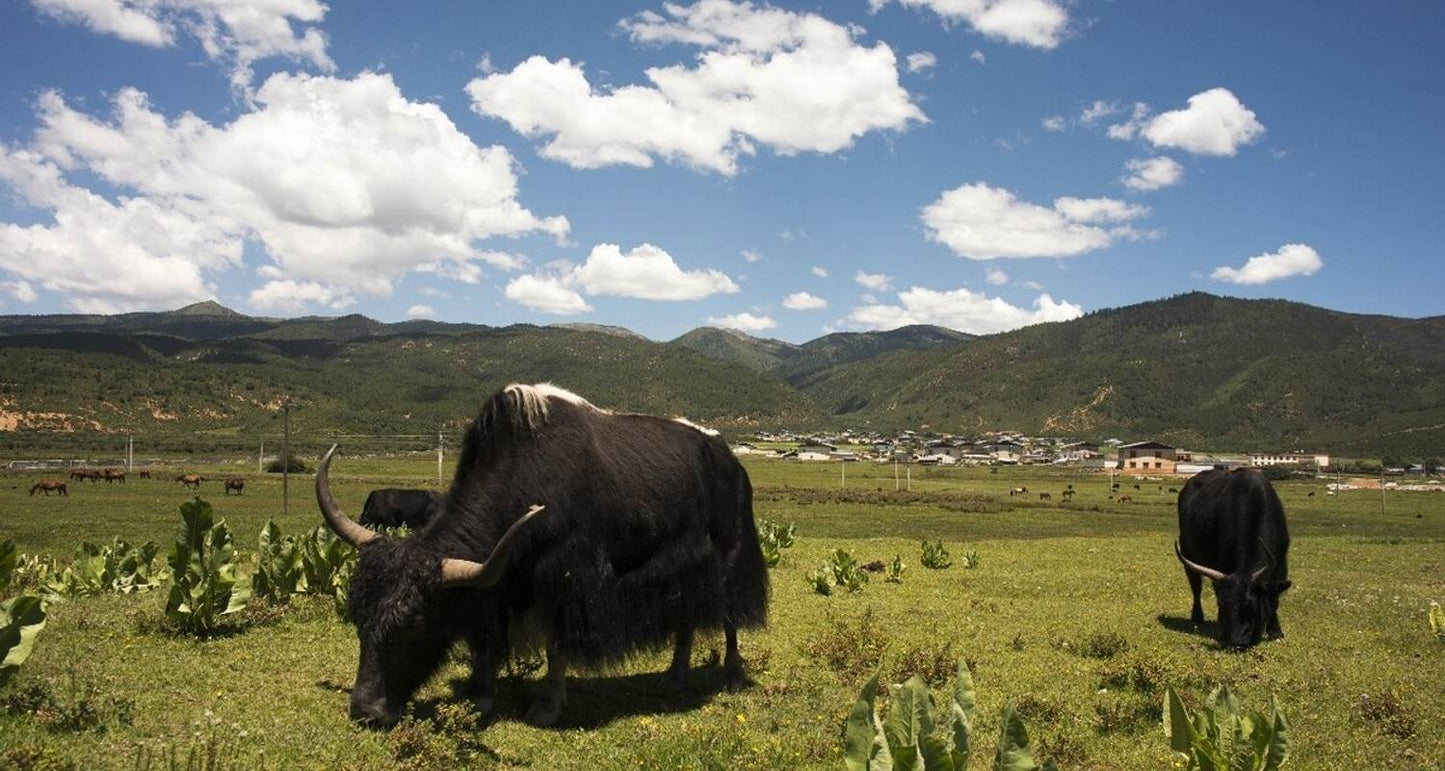 Explore Yunnan (Kunming, Dali, Lijiang, Tiger Leaping Gorge, Shangri-La)