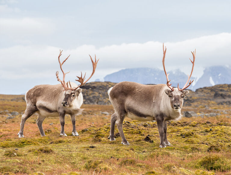 Norway: Arctic Honeymoon