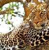 Wild Kenya: Nairobi, Maasai Mara, Amboseli & Lake Naivasha