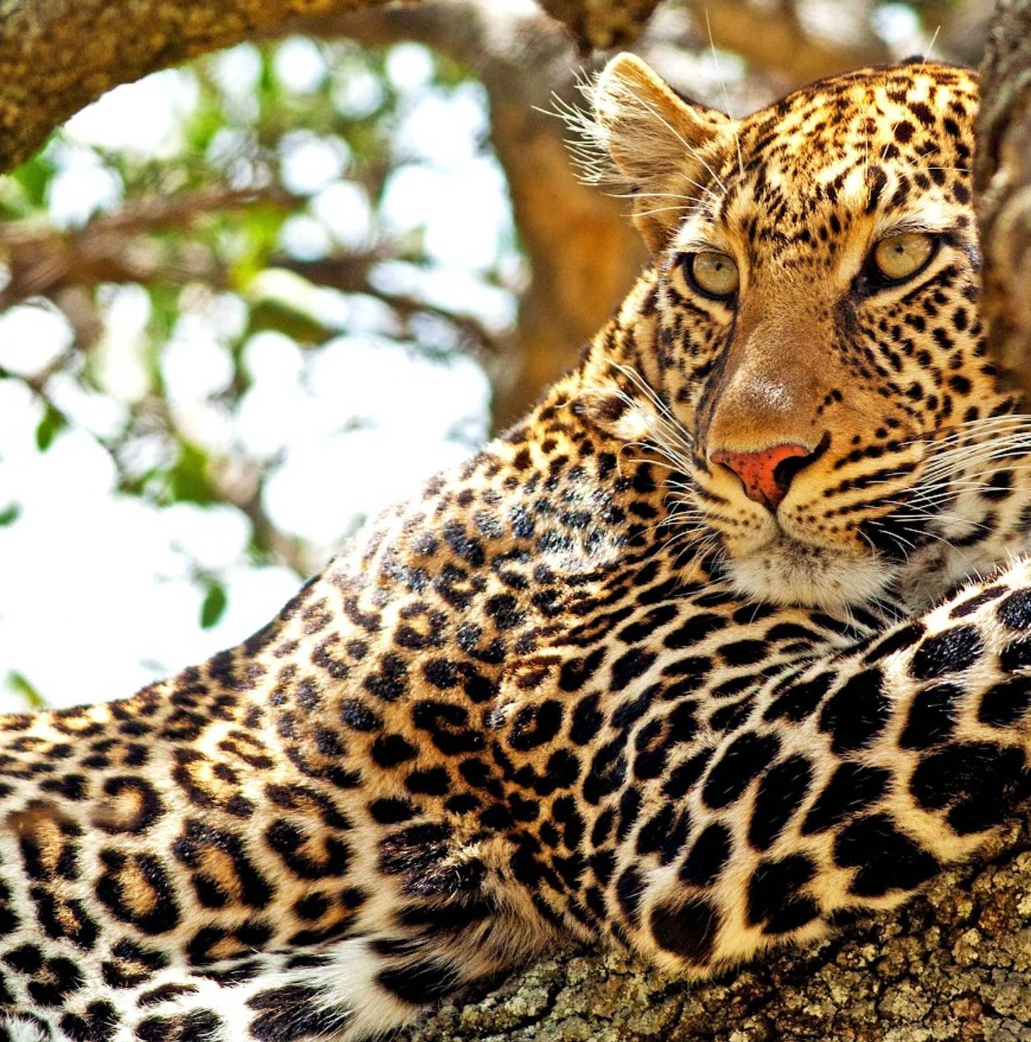 Wild Kenya: Nairobi, Maasai Mara, Amboseli & Lake Naivasha