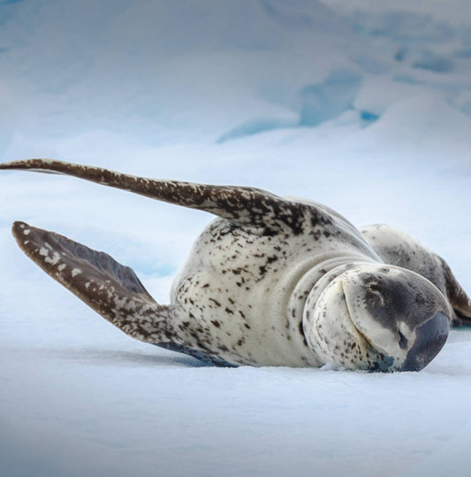Falklands, South Georgia and Antarctica