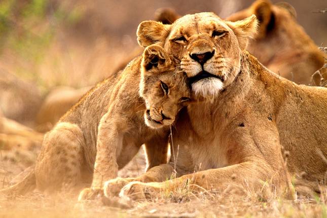 South Africa : Wildlife, Garden Route & Mother City Cape Town