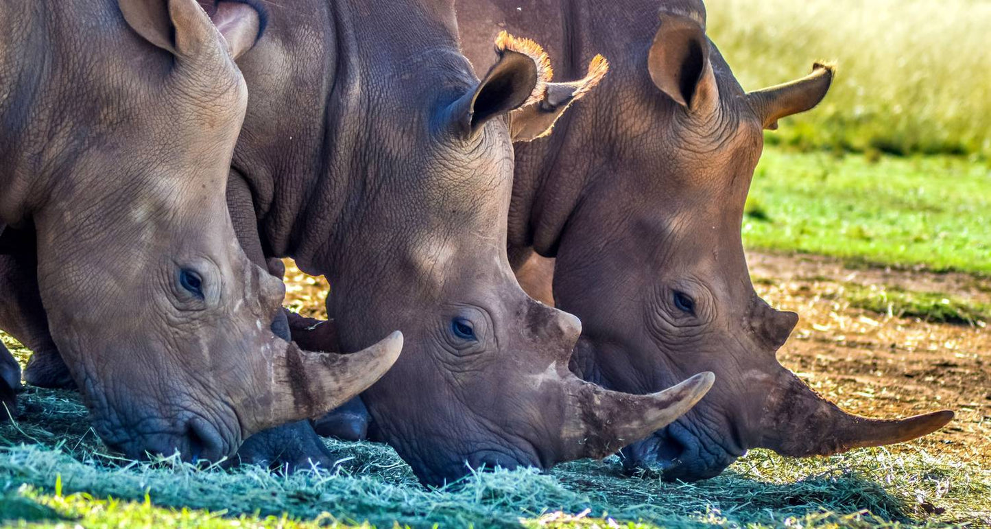 South Africa : Wildlife, Garden Route & Mother City Cape Town