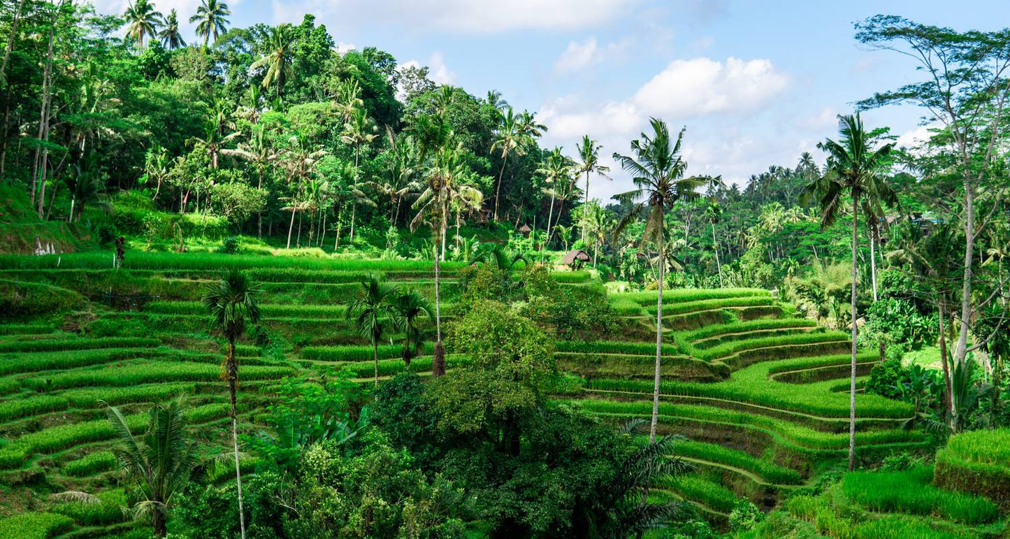 Java & Bali Explorer (from Jakarta to Gitgit)