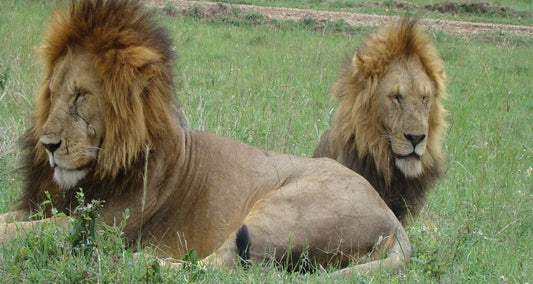Kenya's Wilderness: A 7-Day Safari Adventure