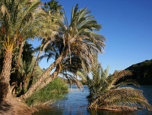 Baja: Whale Watching Eco-Adventure in San Ignacio